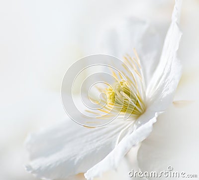 Soft white clematis flower Stock Photo