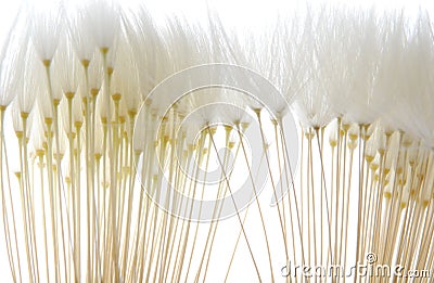 Soft white dandelion seeds Stock Photo