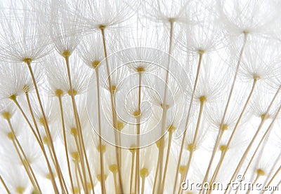 Soft white dandelion seeds Stock Photo