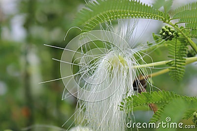 Soft white flowers Stock Photo