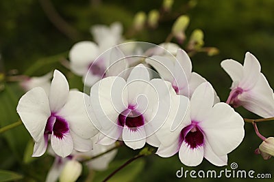 The soft whiteness of orchids Stock Photo