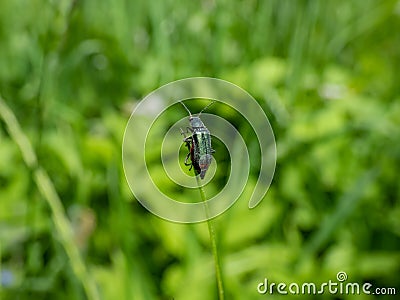 Soft-winged flower beetle - the malachite beetle Malachius bipustulatus with long body, the head and pronotum are brownish, Stock Photo