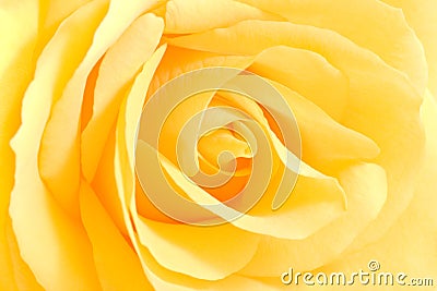 Soft yellow rose in close view Stock Photo