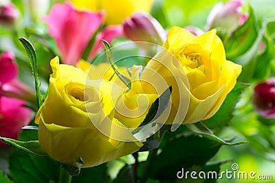 Soft yellow roses Stock Photo