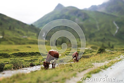 Soften edge view of Alpine cows in green grass Stock Photo