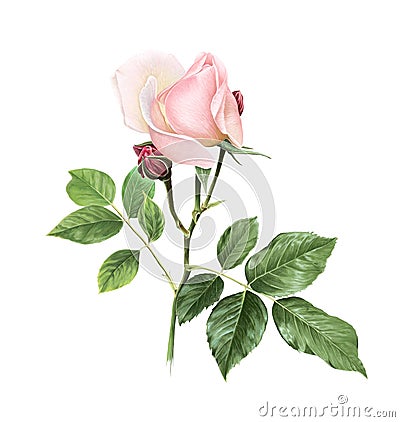 Softness Coral Pink Rose Flower with green leaves. Isolated color pencil drawing single flower twig on white background. Stock Photo