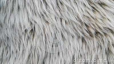 Softness of sheep wool Stock Photo