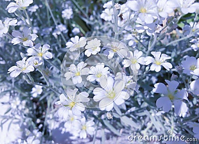 Softness white Cerastium flowers with leaves. Spring sunny morning floral landscape. Stock Photo