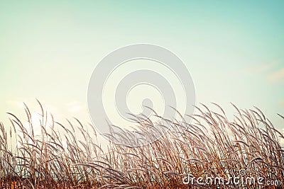 Softness white feather grass with retro blue sky space Stock Photo