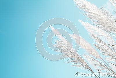 Softness white Feather Grass with retro sky blue background and space Stock Photo