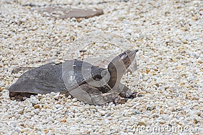 Softshell Turtle Laying Eggs Stock Photo