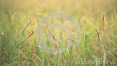 Soggiorno del riso ancora con lentamente vento nella risaia thailand Soggiorno del riso ancora con lentamente vento nella risaia thailand