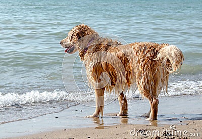 Soggy doggy on the beach Stock Photo