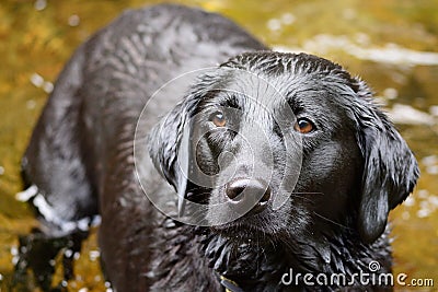 Soggy doggy Stock Photo