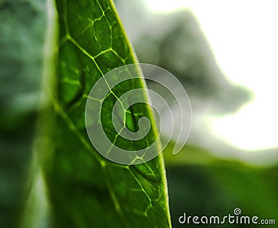 Soggy green leaf wit detail vein in rain Stock Photo
