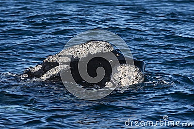 Sohutern right whale whale breathing, Stock Photo