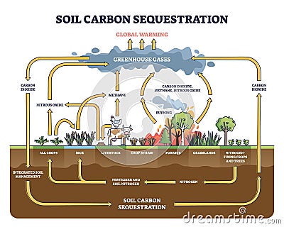 Soil carbon sequestration with greenhouse gases absorption outline diagram Vector Illustration