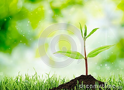 Soil Stock Photo