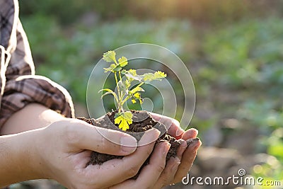 Soil cultivated dirt, earth, ground, agriculture land background Nurturing baby plant on hand. Stock Photo