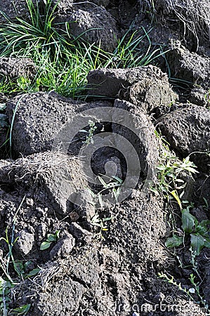 Soil, cultivated dirt, earth, ground, gray land background. Stock Photo