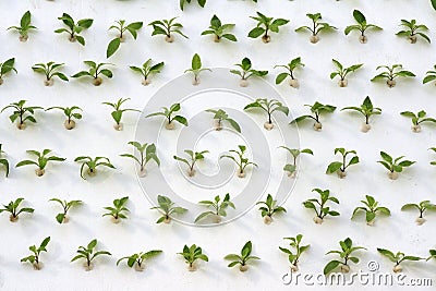 Soil-less cultivation Stock Photo