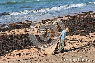 Soil enriching - Seaweed Editorial Stock Photo