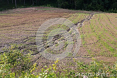 Soil erosion on a cultivated field after heavy shower Stock Photo