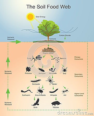 The Soil Food Web Stock Photo