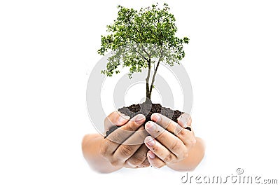 Soil in hands , Hands dirty with clay with tree on white background Stock Photo