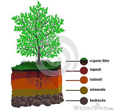 Soil Layer and Tree Vector Illustration