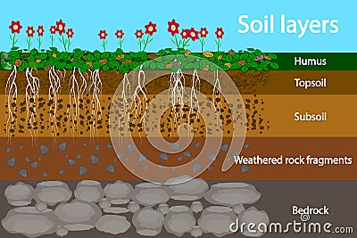 Soil layers. Diagram for layer of soil. Soil layer scheme with grass and roots, earth texture and stones Vector Illustration