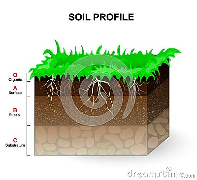 Soil Profile Vector Illustration