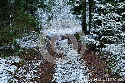 Soil snow trailway in the forest in winter Stock Photo