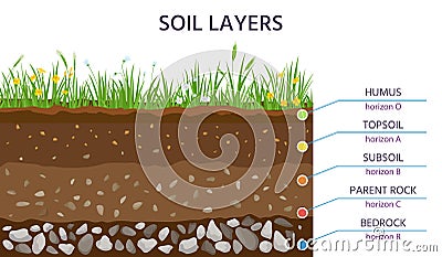 Soil structure layers, ground cross section education diagram. Grass, humus, topsoil, subsoil, parent rock and bedrock Vector Illustration