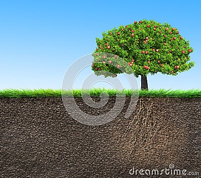 Soil with tree and roots Stock Photo