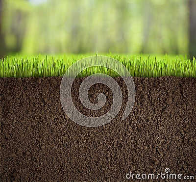 Soil under grass in forest Stock Photo