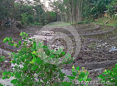 Wet Soil Mud in Sowing Season Green Field Bushes Jungle Forest in Countryside Rural Area Trees Landscape Scenery Background Stock Photo