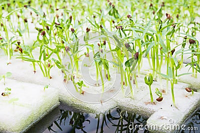 Soilless culture or hydroponic Stock Photo