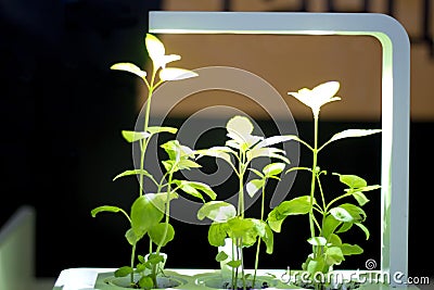 Soilless culture of vegetables under artificial light Stock Photo