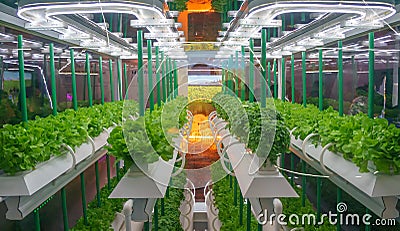 Soilless culture of vegetables under artificial light. Organic hydroponic vegetable garden. LED light Indoor farm Stock Photo