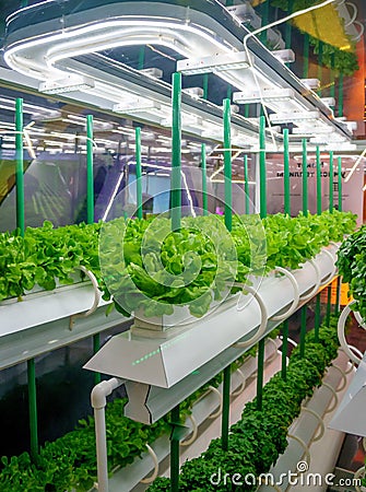 Soilless culture of vegetables under artificial light. Organic hydroponic vegetable garden. LED light Indoor farm Stock Photo