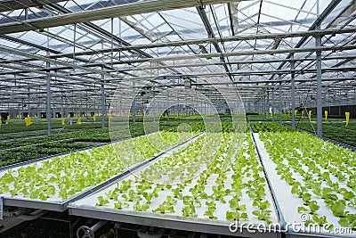 Soilless greenhouse Stock Photo