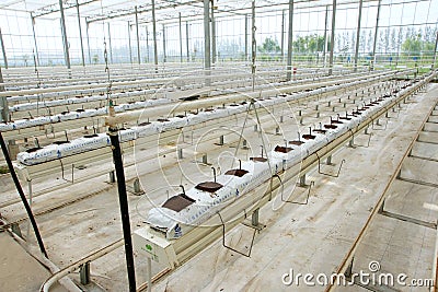 Soilless greenhouse Editorial Stock Photo