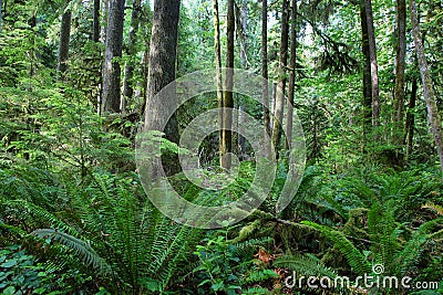 Sol Duc falls trail forest Stock Photo