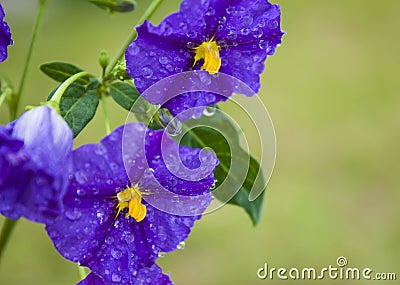 Solanum Stock Photo