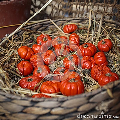 Solanum aethiopicum in wicker basket decorate the windowsill Stock Photo
