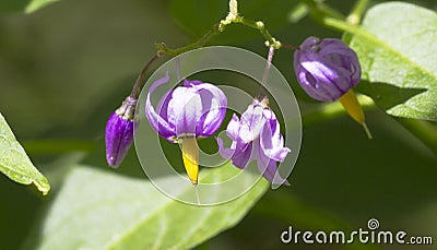 Solanum dulcamara Stock Photo