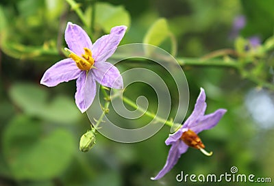 Solanum indicum flower Stock Photo