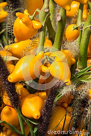 Bright yellow lovely ornamental fruits.`Solanum mammosum`,with distal end of the fruit`s resemblance to a human breast, while the Stock Photo