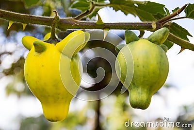 Solanum mammosum plant Stock Photo